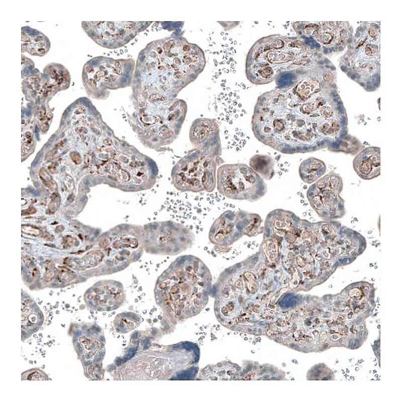 Atlas Antibodies Anti-COL1A1 Antibody