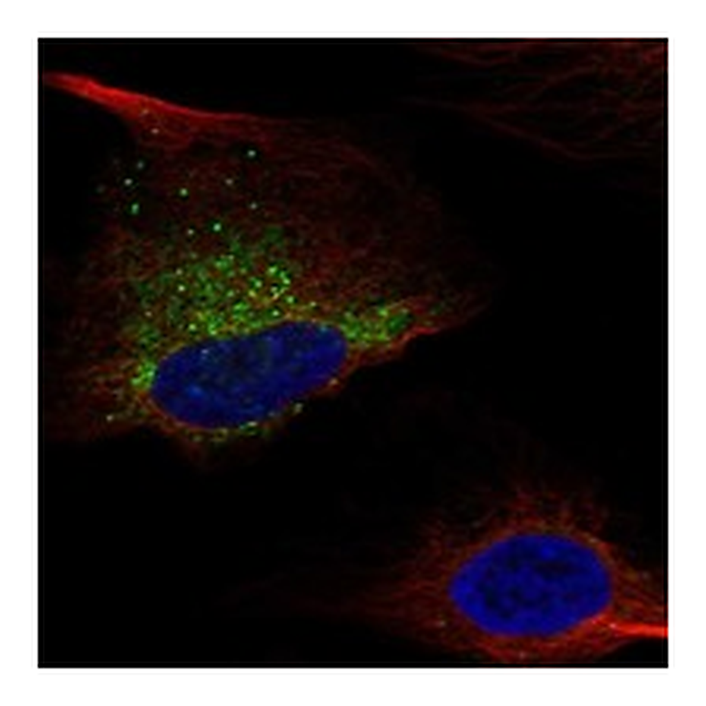 Atlas Antibodies Anti-COL1A1 Antibody