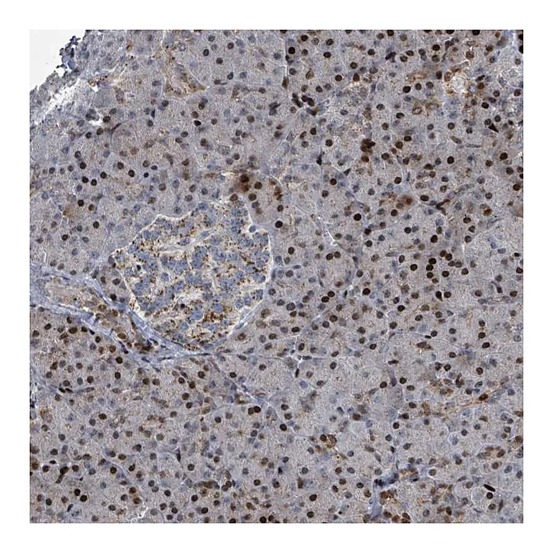 Atlas Antibodies Anti-COL20A1 Antibody