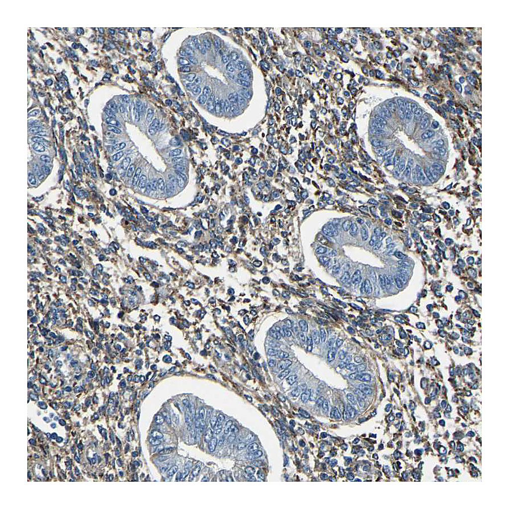 Atlas Antibodies Anti-COL3A1 Antibody