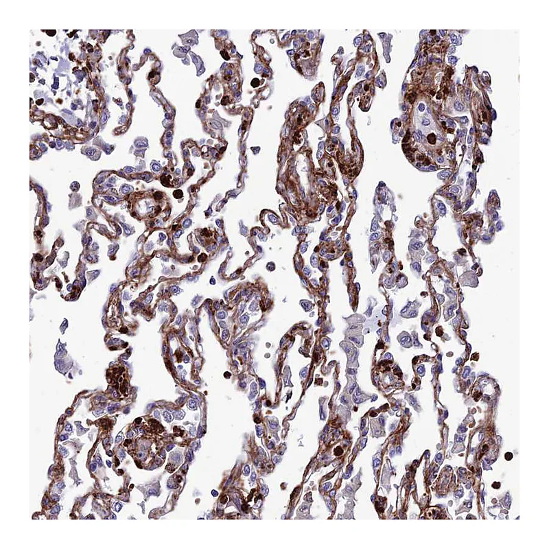 Atlas Antibodies Anti-COL6A6 Antibody