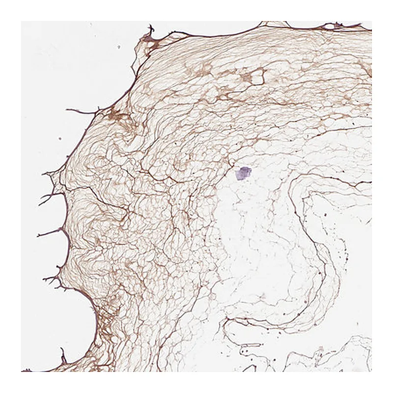 Atlas Antibodies Anti-COL9A2 Antibody