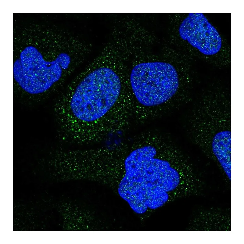 Atlas Antibodies Anti-COL9A2 Antibody