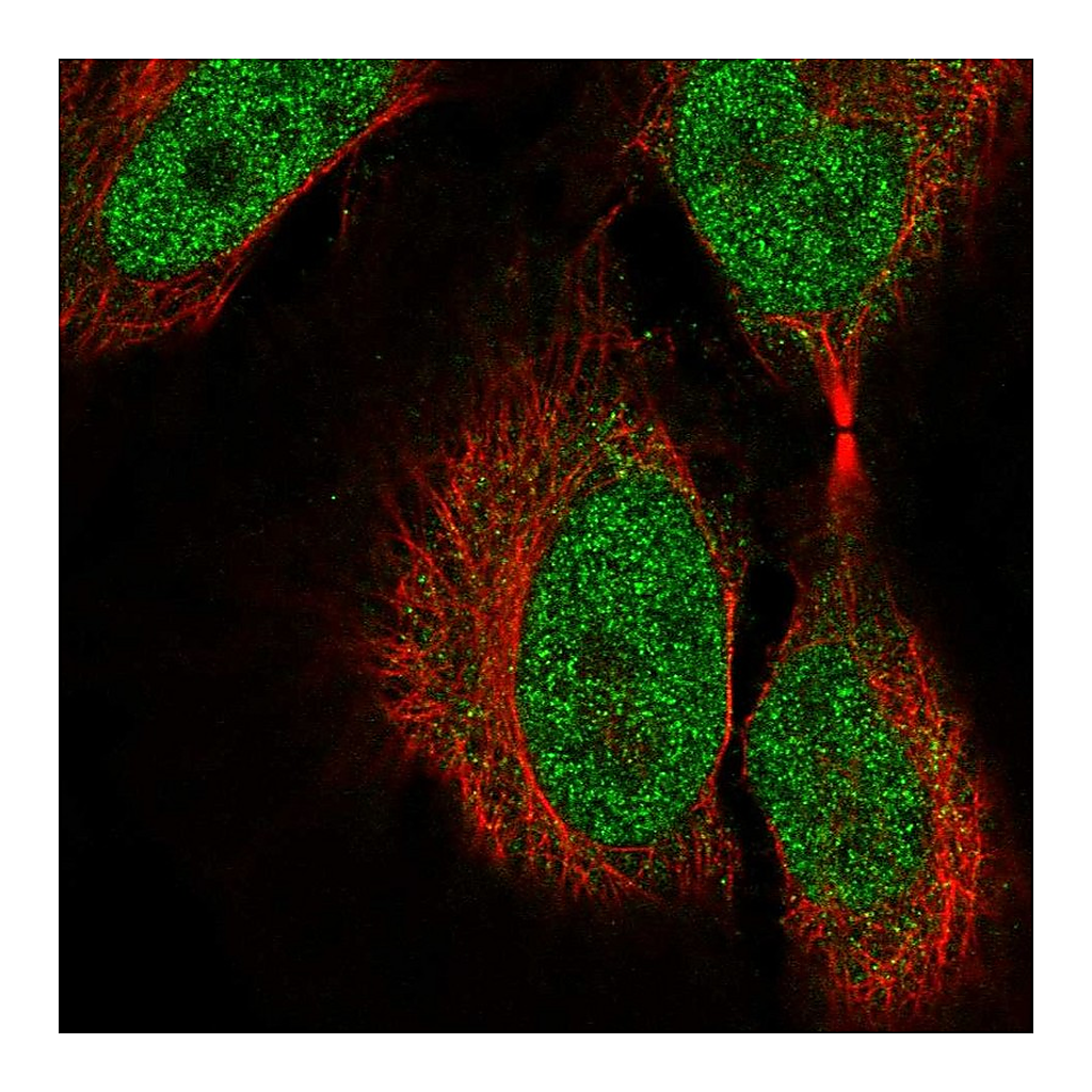 Atlas Antibodies Anti-COL9A3 Antibody