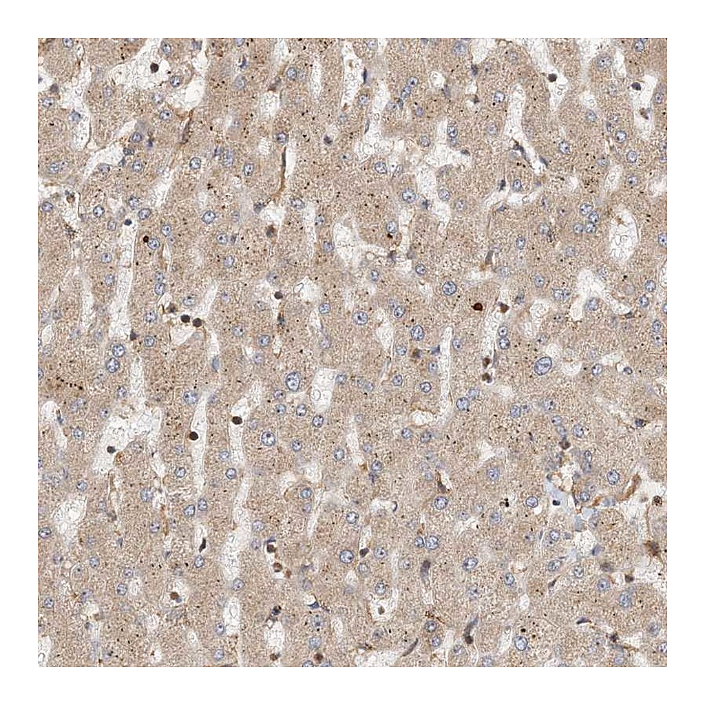 Atlas Antibodies Anti-COLEC11 Antibody