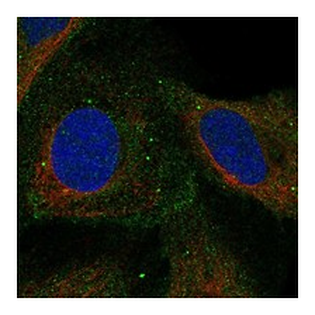 Atlas Antibodies Anti-COMMD4 Antibody