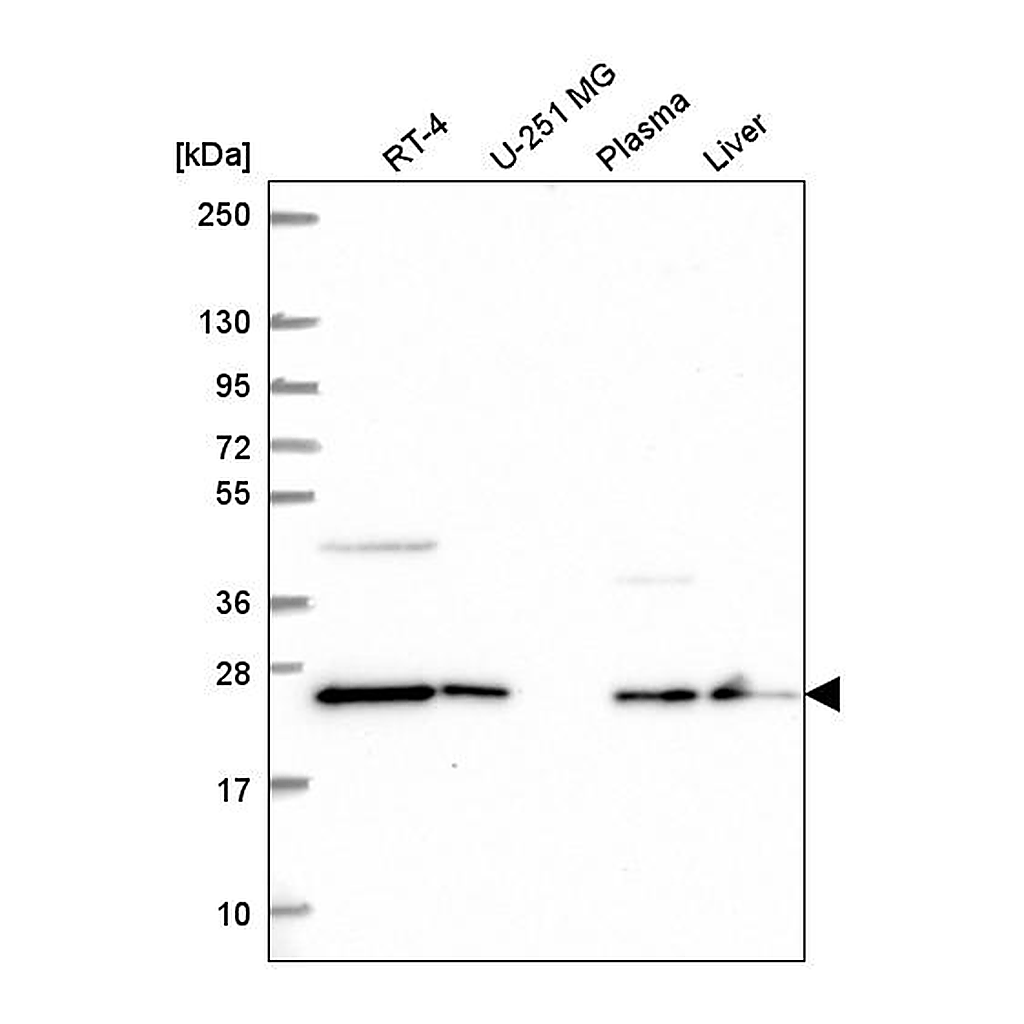 Atlas Antibodies Anti-COMMD7 Antibody