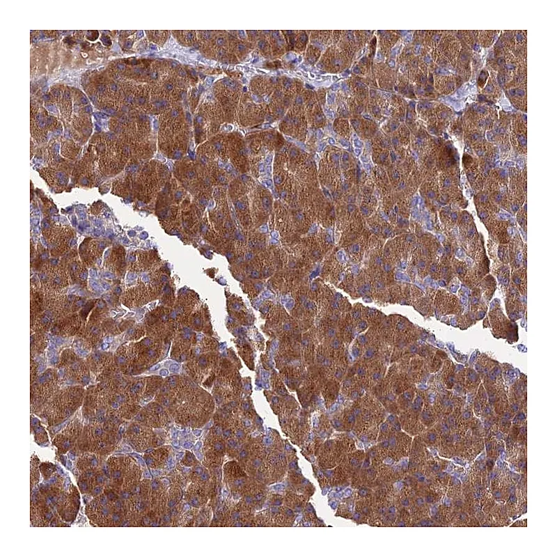 Atlas Antibodies Anti-COMMD10 Antibody