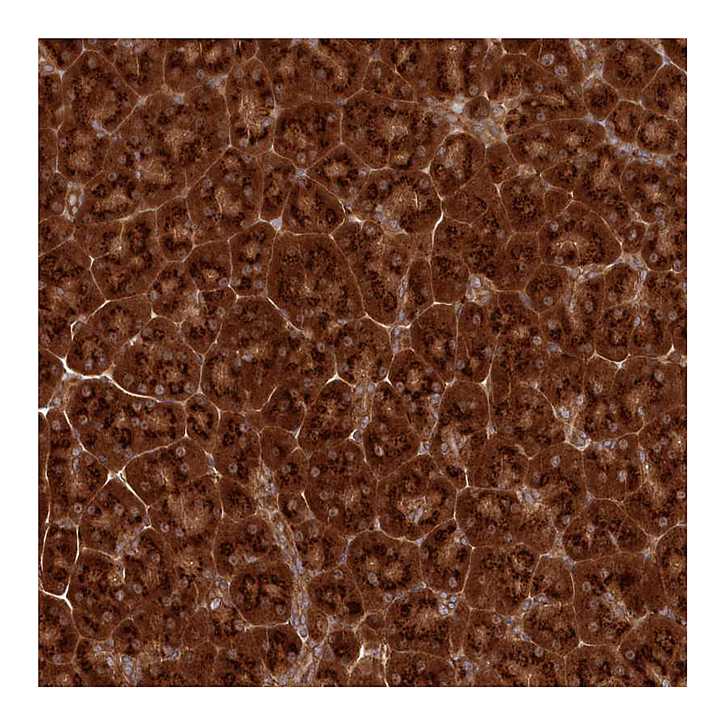 Atlas Antibodies Anti-COPG1 Antibody