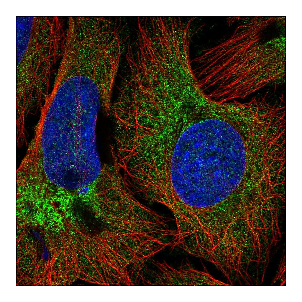 Atlas Antibodies Anti-COPB2 Antibody