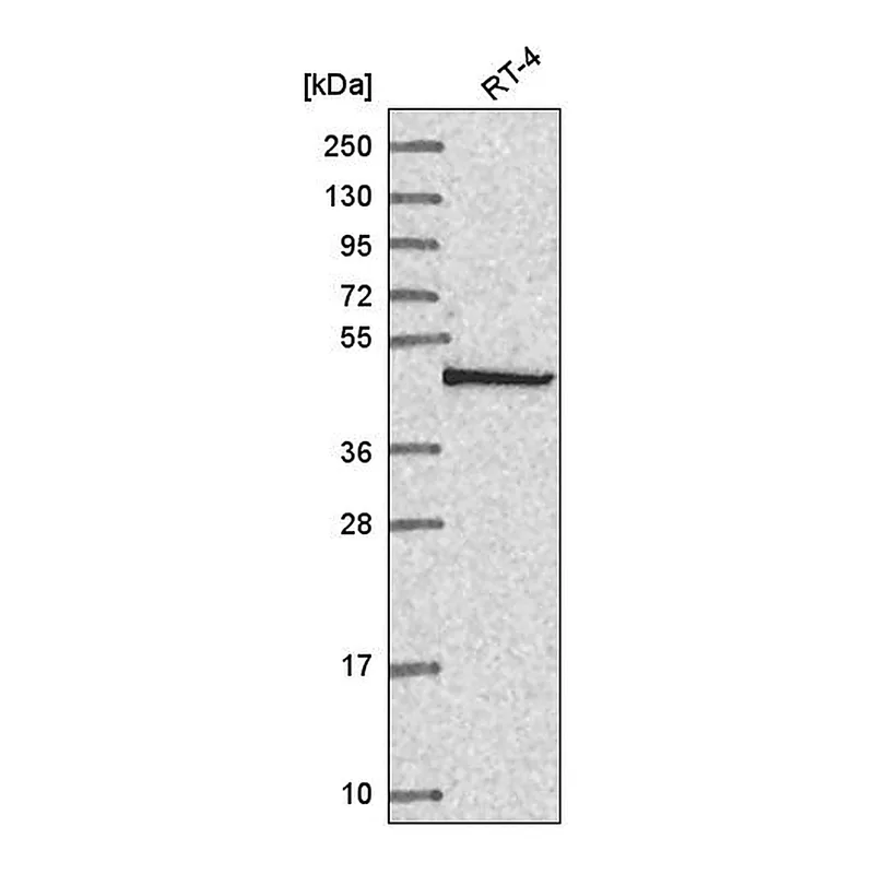 Atlas Antibodies Anti-COPS3 Antibody