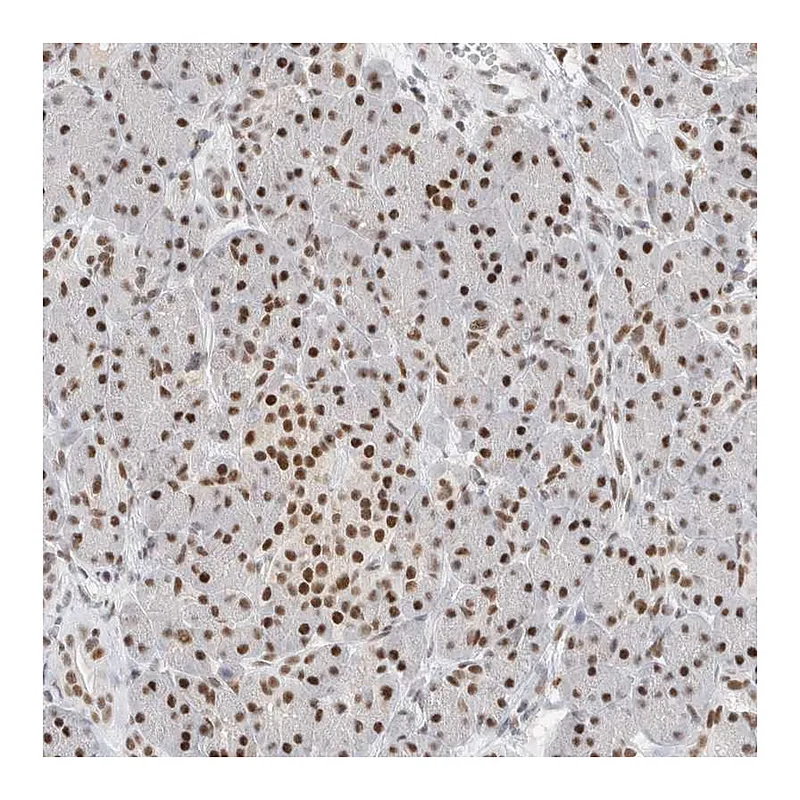 Atlas Antibodies Anti-COPS7A Antibody