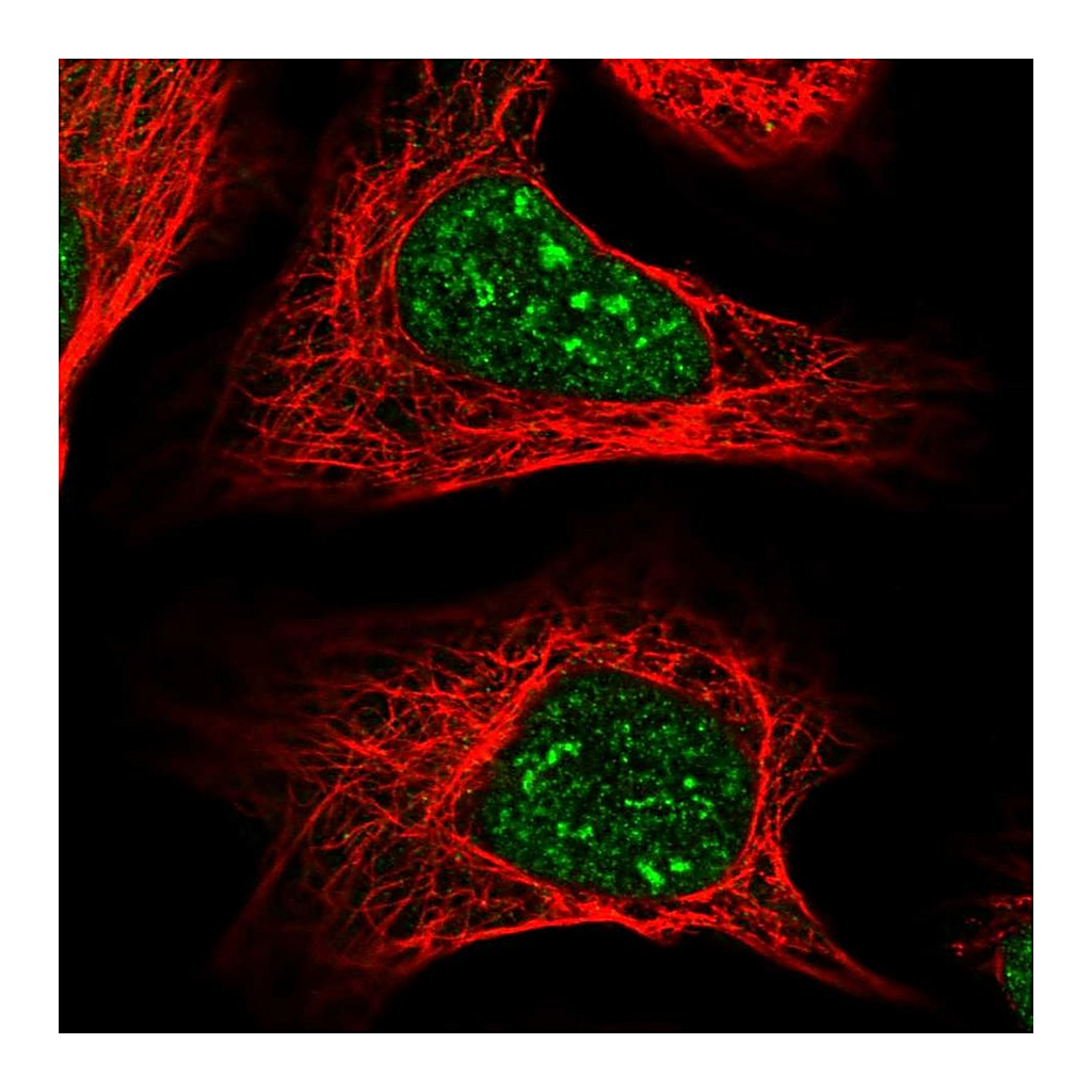 Atlas Antibodies Anti-COPS4 Antibody