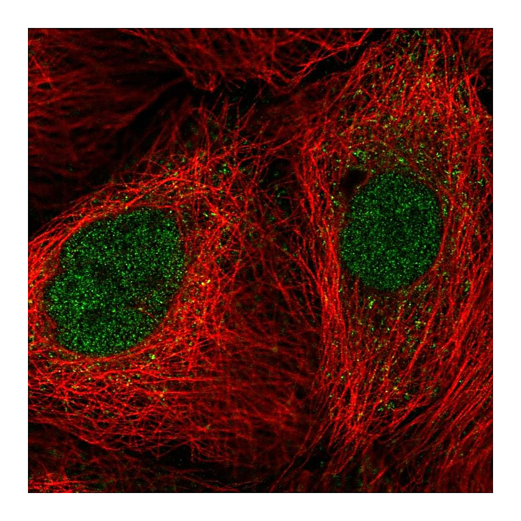 Atlas Antibodies Anti-COPS5 Antibody