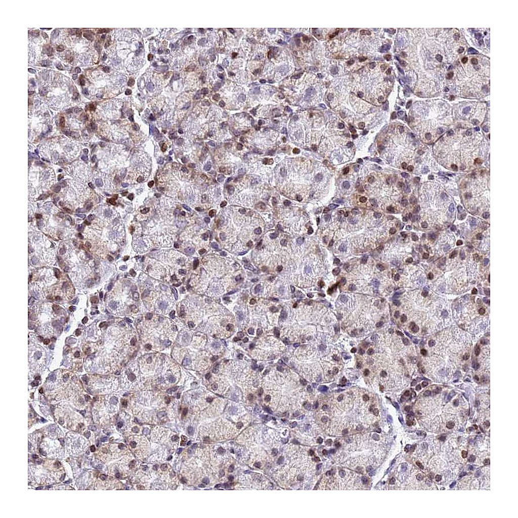 Atlas Antibodies Anti-COPS9 Antibody