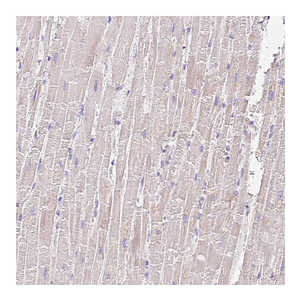 Atlas Antibodies Anti-COPZ2 Antibody