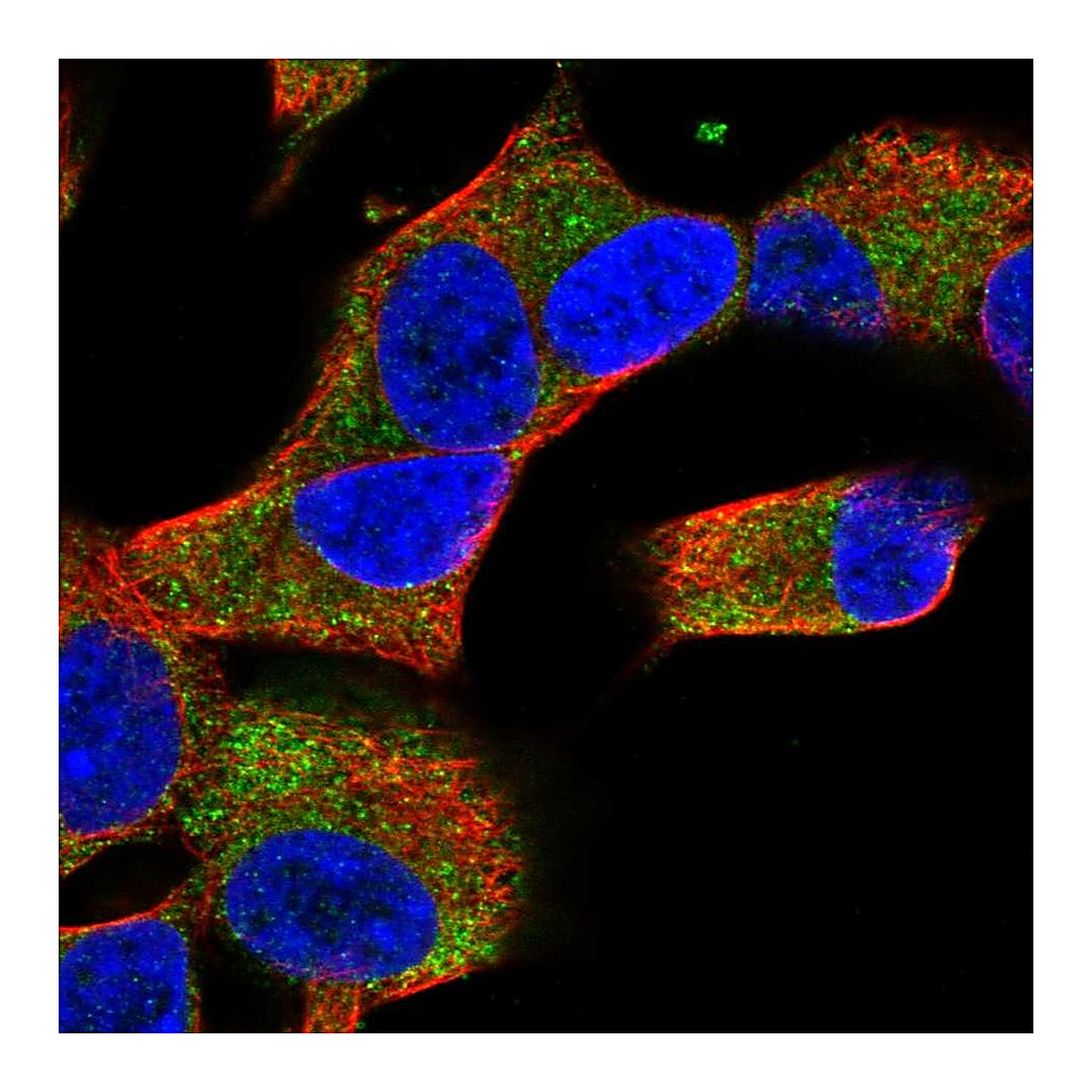Atlas Antibodies Anti-COQ10A Antibody