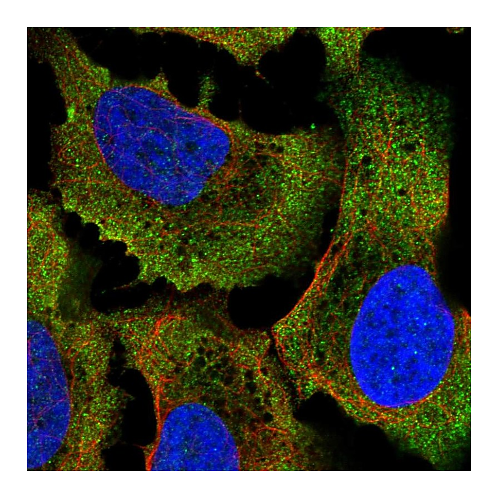 Atlas Antibodies Anti-COQ7 Antibody