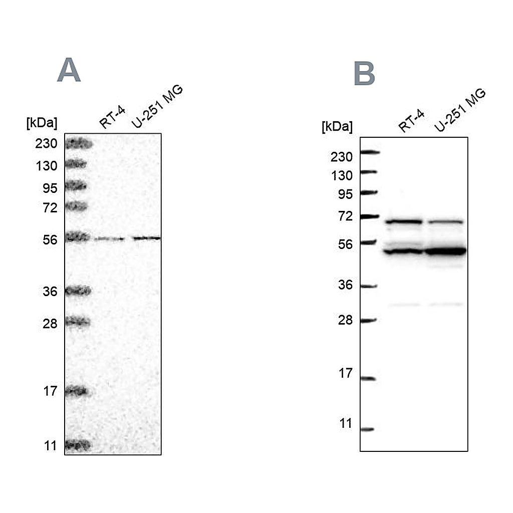 Atlas Antibodies Anti-COQ8B Antibody