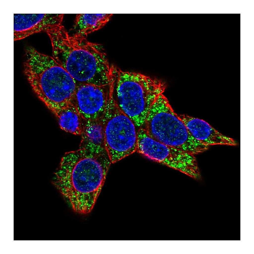Atlas Antibodies Anti-COQ8A Antibody