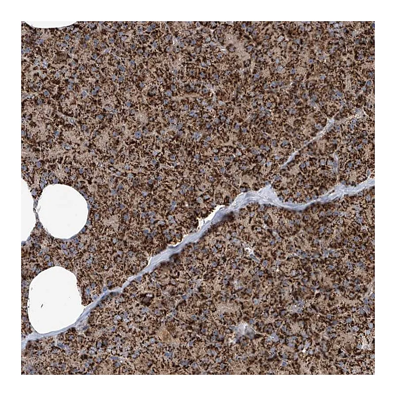 Atlas Antibodies Anti-COX10 Antibody