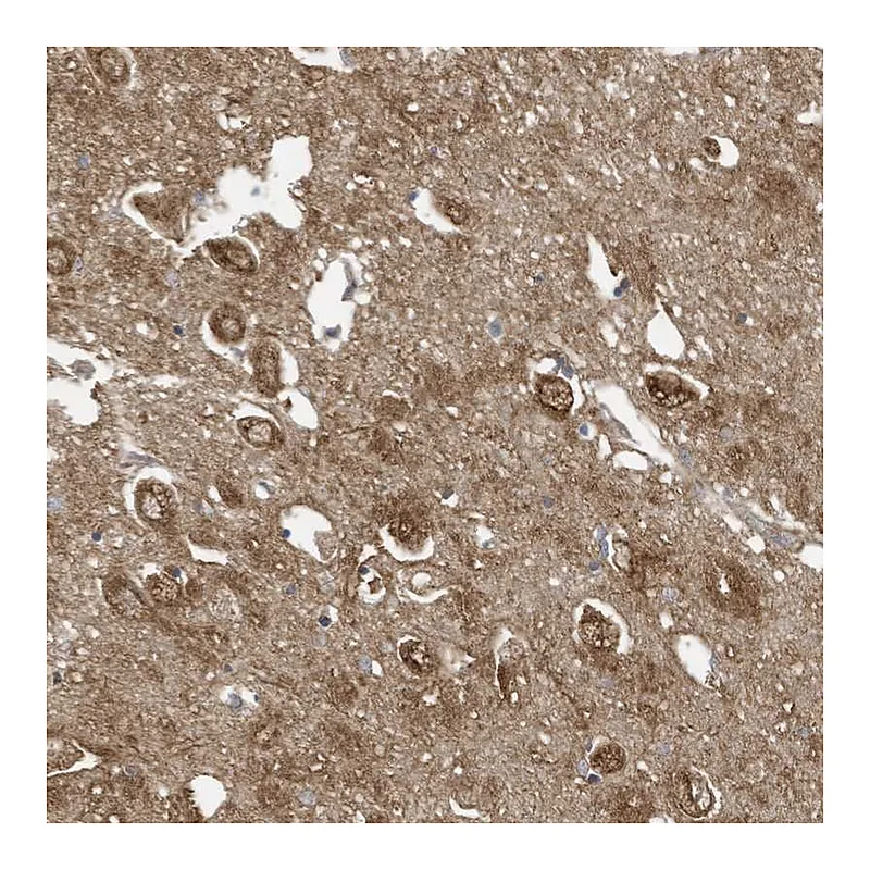 Atlas Antibodies Anti-COX10 Antibody