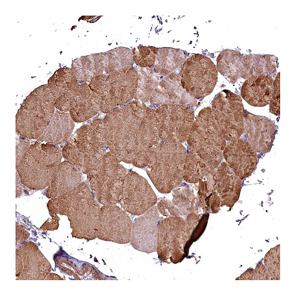 Atlas Antibodies Anti-COX11 Antibody