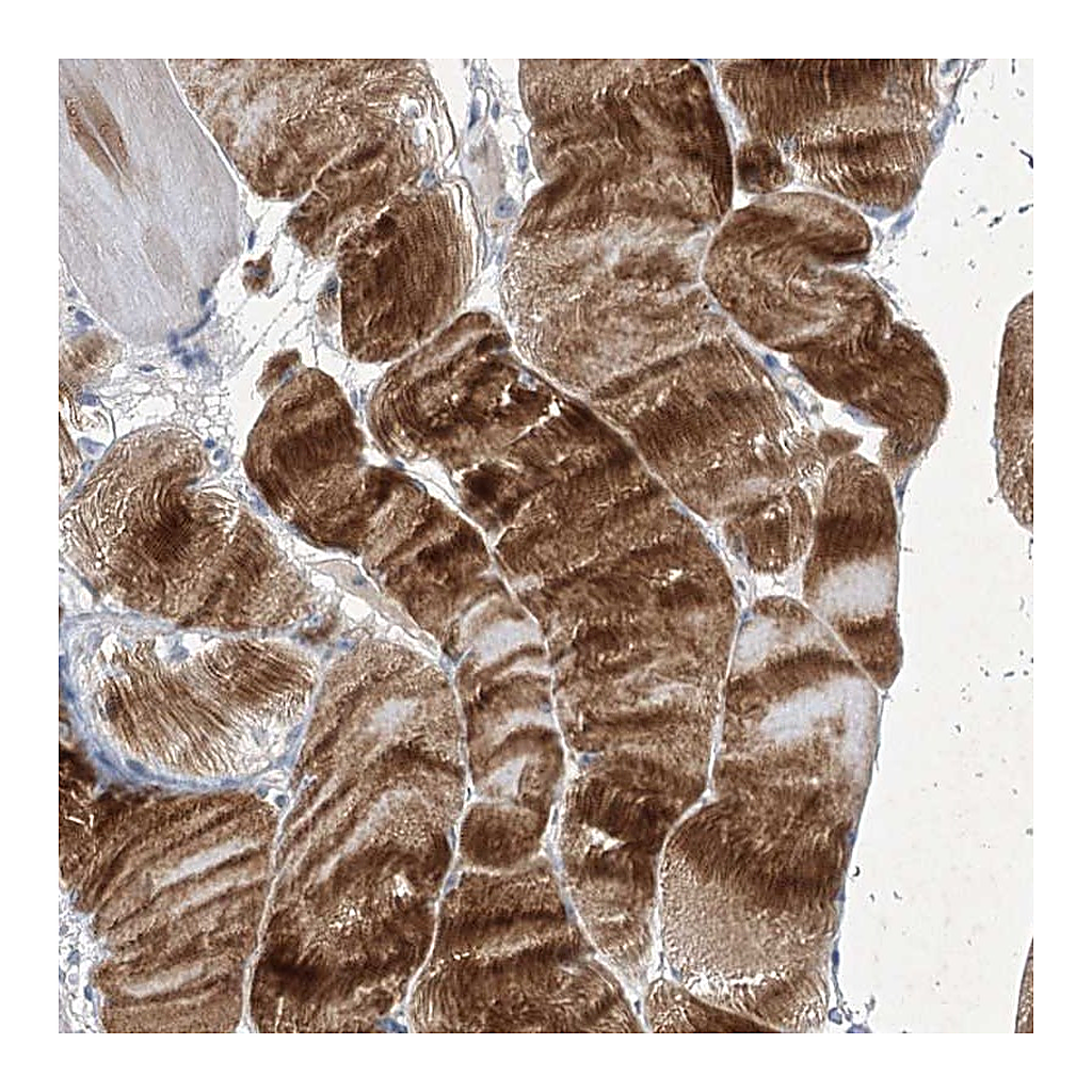 Atlas Antibodies Anti-COX15 Antibody