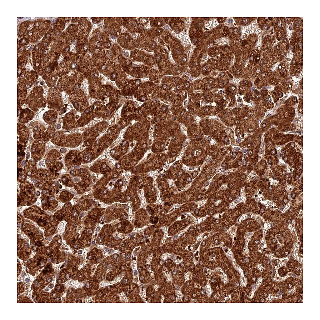 Atlas Antibodies Anti-COX17 Antibody