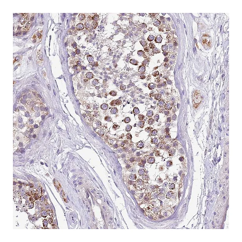 Atlas Antibodies Anti-COX17 Antibody