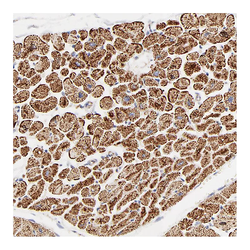Atlas Antibodies Anti-COX4I1 Antibody