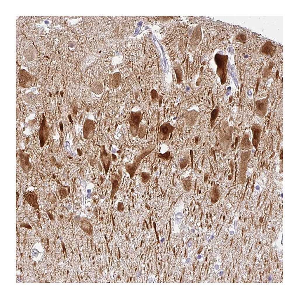 Atlas Antibodies Anti-COX7B Antibody