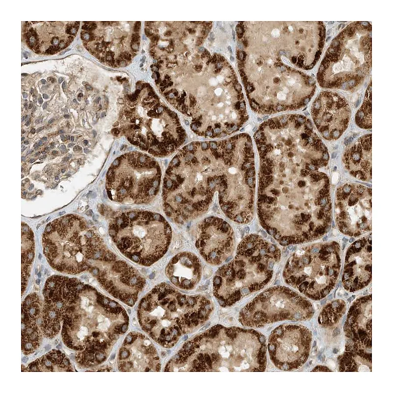 Atlas Antibodies Anti-CPAMD8 Antibody