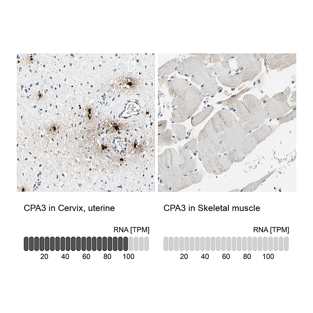 Atlas Antibodies Anti-CPA3 Antibody