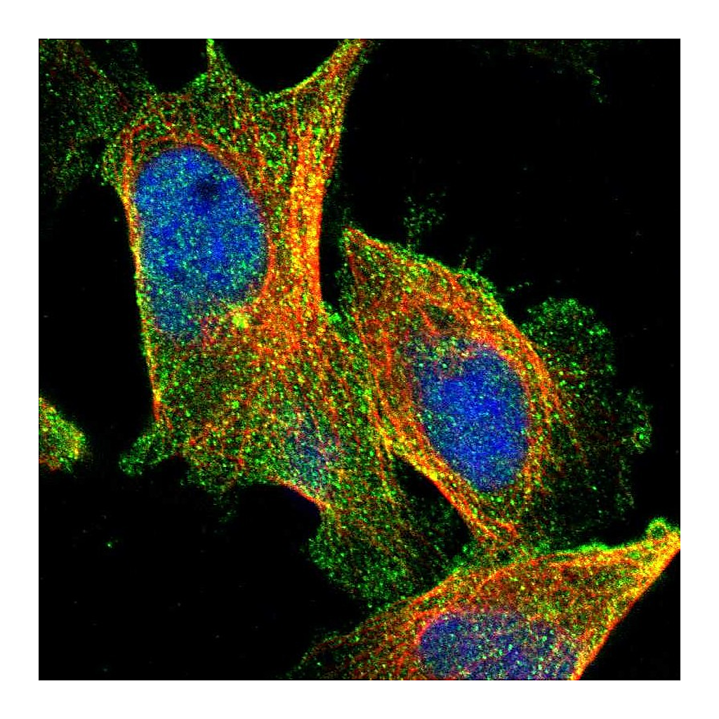Atlas Antibodies Anti-CPA4 Antibody