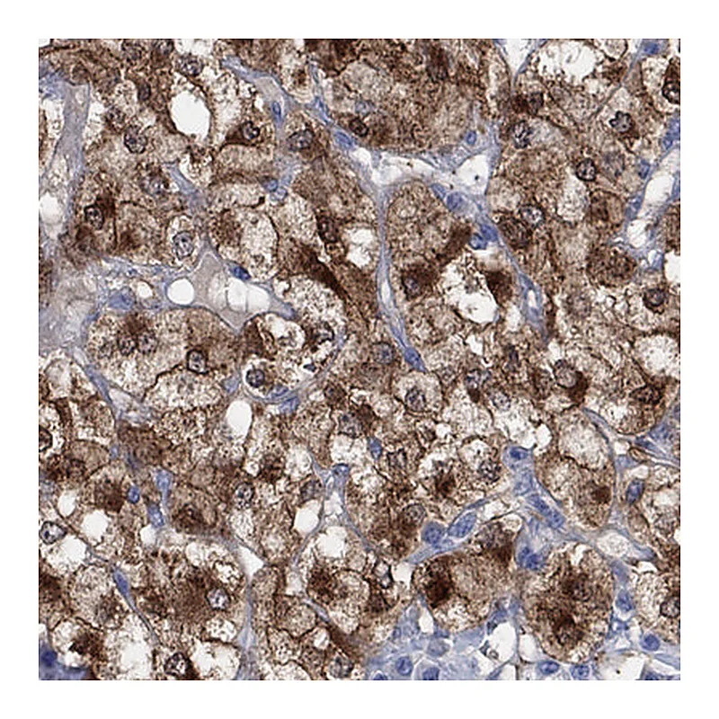 Atlas Antibodies Anti-CPLX2 Antibody
