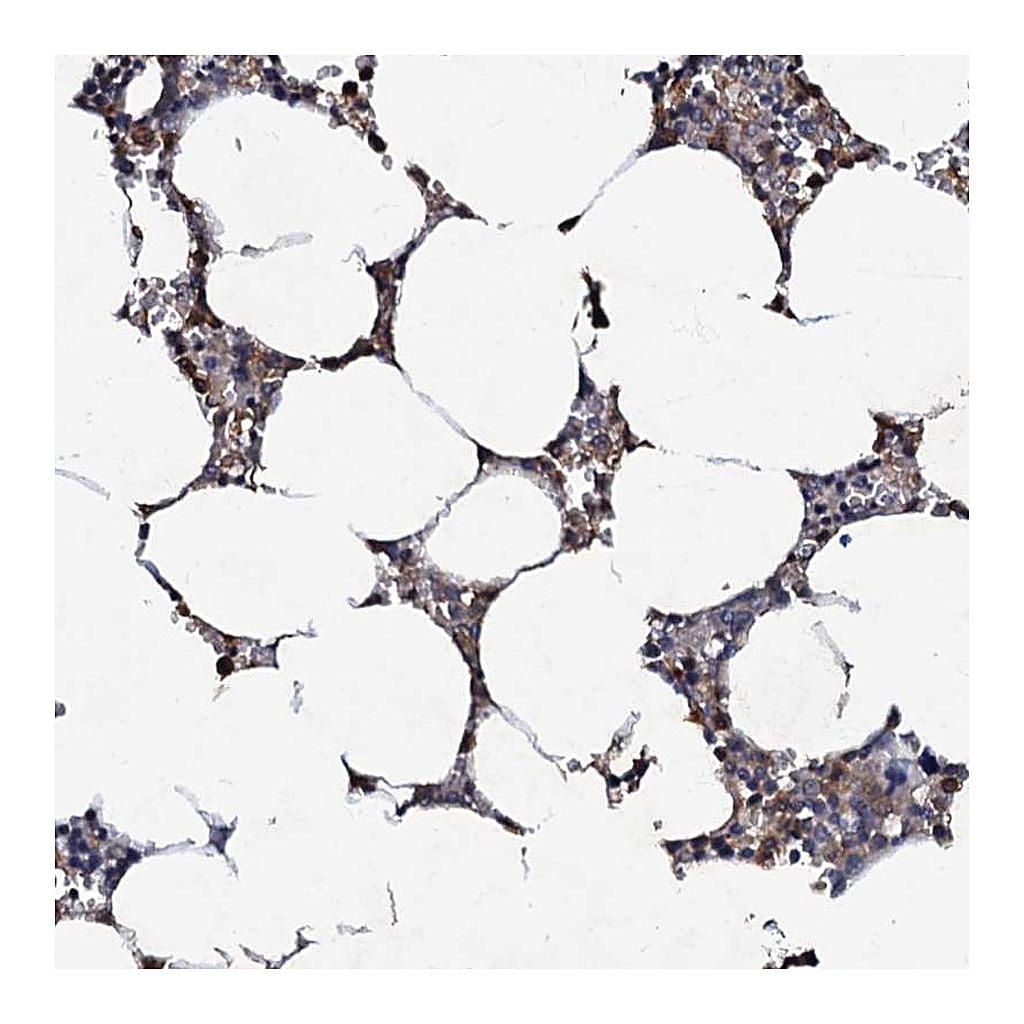 Atlas Antibodies Anti-CPNE2 Antibody