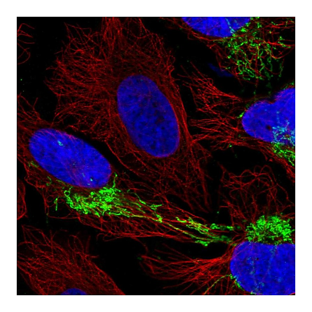Atlas Antibodies Anti-CPOX Antibody