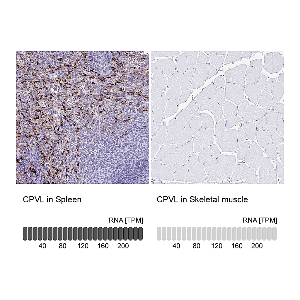Atlas Antibodies Anti-CPVL Antibody