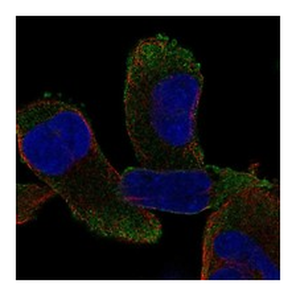 Atlas Antibodies Anti-CPZ Antibody