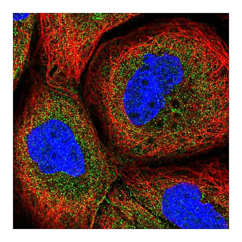 Atlas Antibodies Anti-CPTP Antibody
