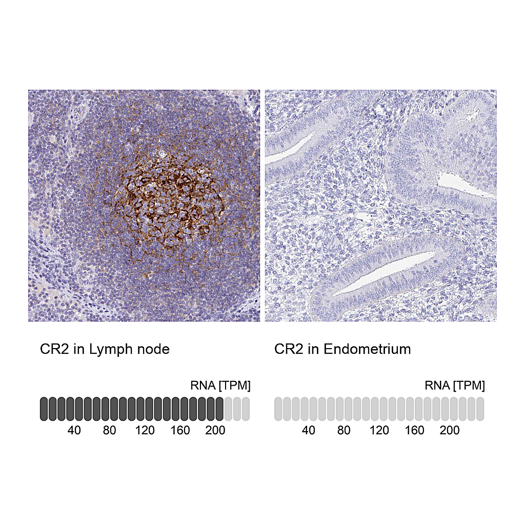 Atlas Antibodies Anti-CR2 Antibody