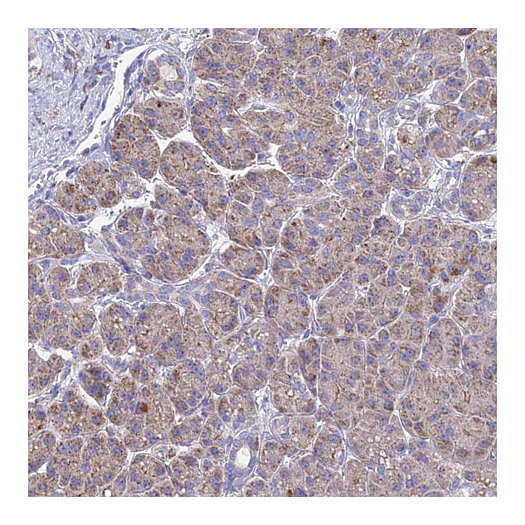 Atlas Antibodies Anti-CRACR2B Antibody