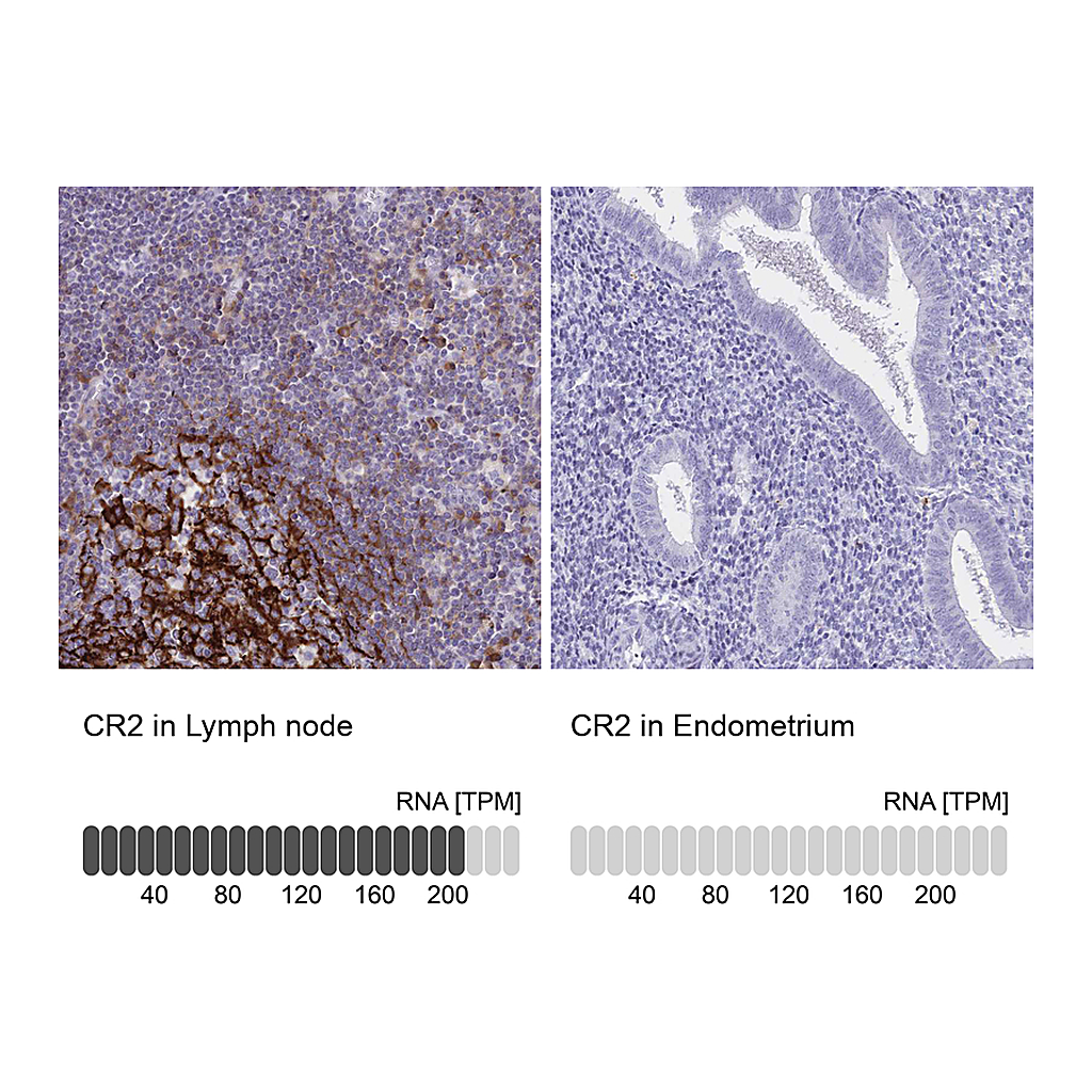 Atlas Antibodies Anti-CR2 Antibody