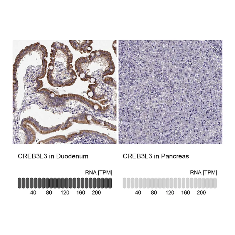 Atlas Antibodies Anti-CREB3L3 Antibody