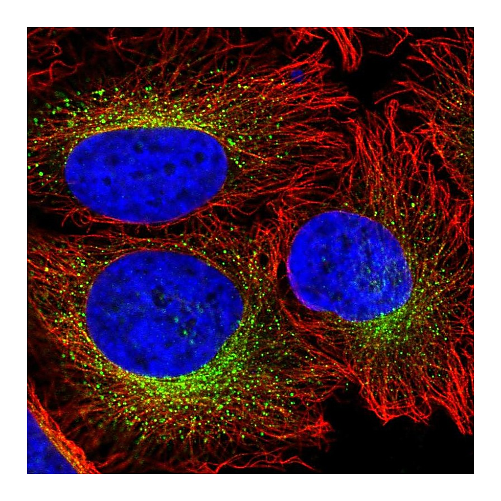 Atlas Antibodies Anti-CREG1 Antibody