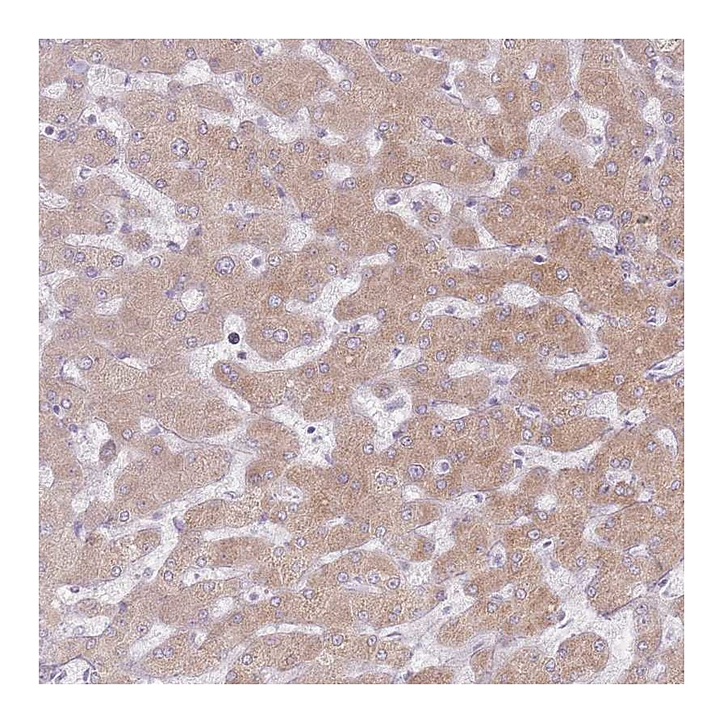 Atlas Antibodies Anti-CRIPT Antibody