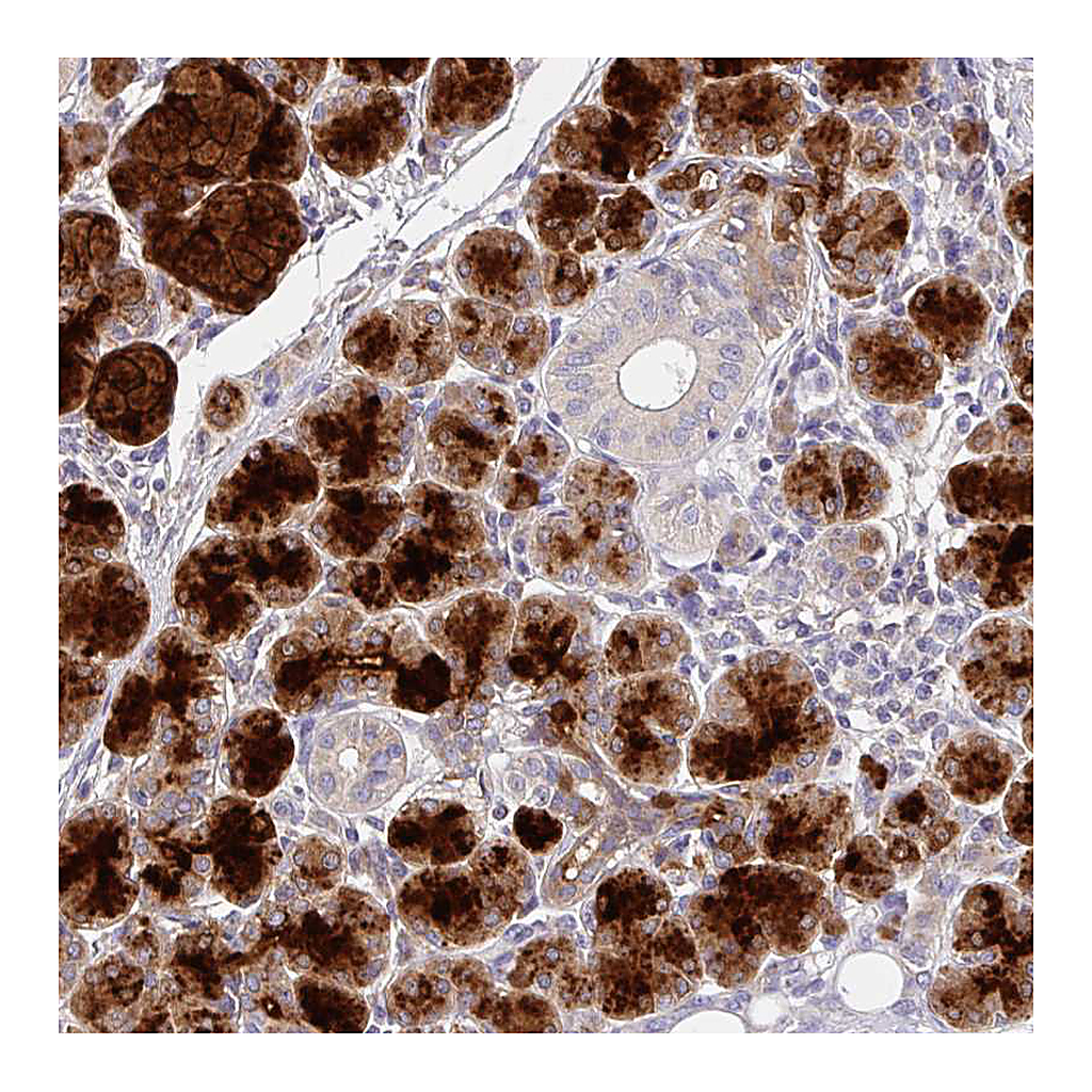 Atlas Antibodies Anti-CRISP3 Antibody