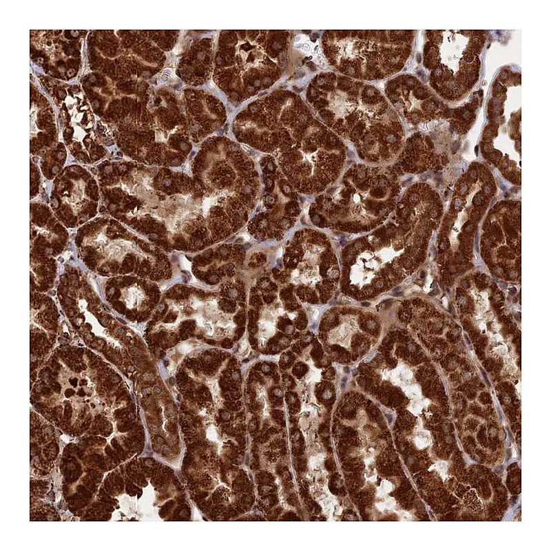Atlas Antibodies Anti-CRTAP Antibody