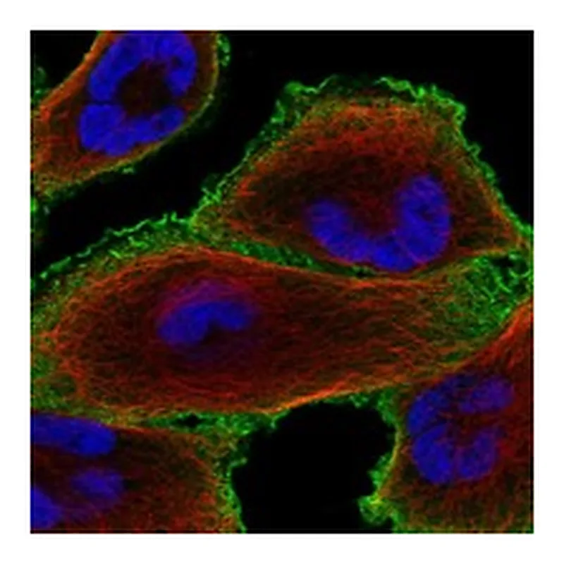 Atlas Antibodies Anti-CRYBG3 Antibody
